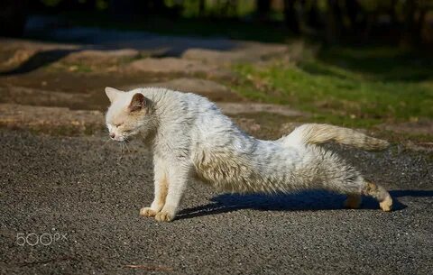 Кошка подтягивается