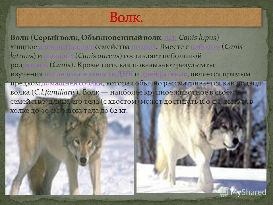 Географические признаки волка обыкновенного в каких. Волк Размеры. Параметры волка. Описание обычного волка. Серый волк Размеры.