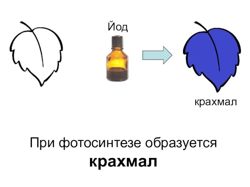 Как образуется крахмал в растениях. Образование крахмала в растениях. Образование крахмала в листьях растения. Образование крахмала фотосинтез. В результате фотосинтеза образуются крахмал