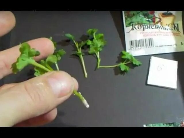 Укоренить черенки хризантем. Как сохранить черенки хризантем. Черенкование хризантем. Хризантема садовая рассада. Черенки хризантем.