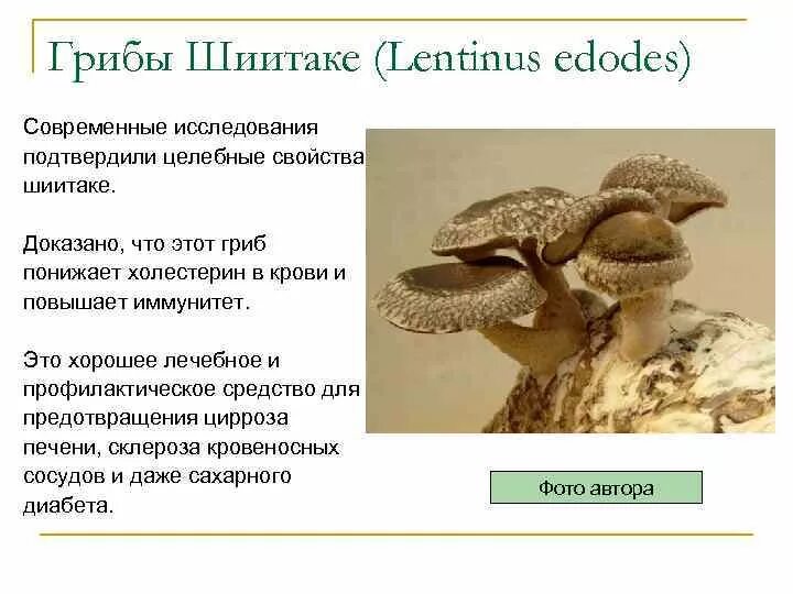 Гриб шиитаке. Шиитаке Lentinula edodes. Полезные свойства грибов шитаки. Шиитаке краткое описание.