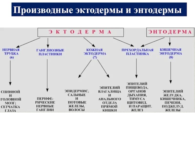 Энтодерма что образуется