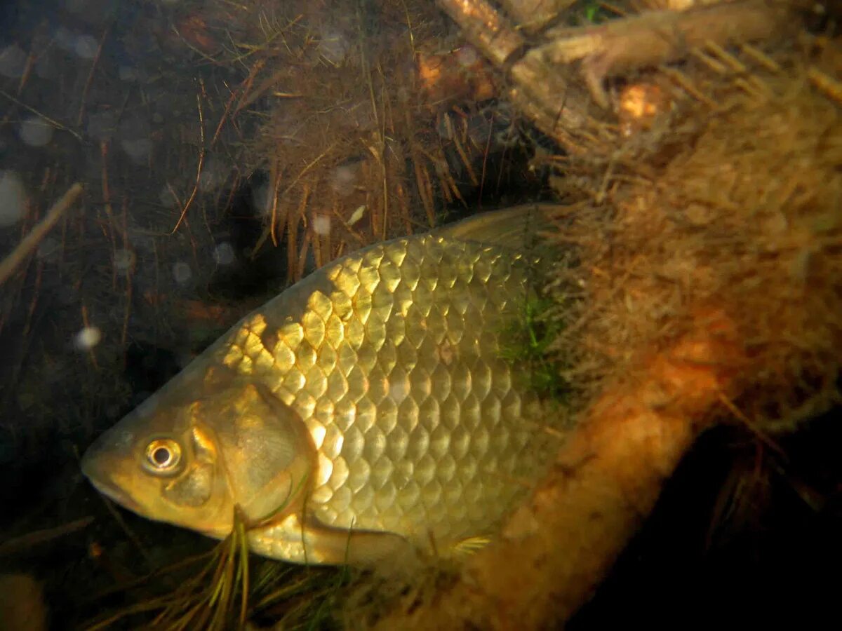Сазан улов. Барбус в дикой природе. Карп (cyprinus carpio). Карась в воде. Карп карполов 8 июня.