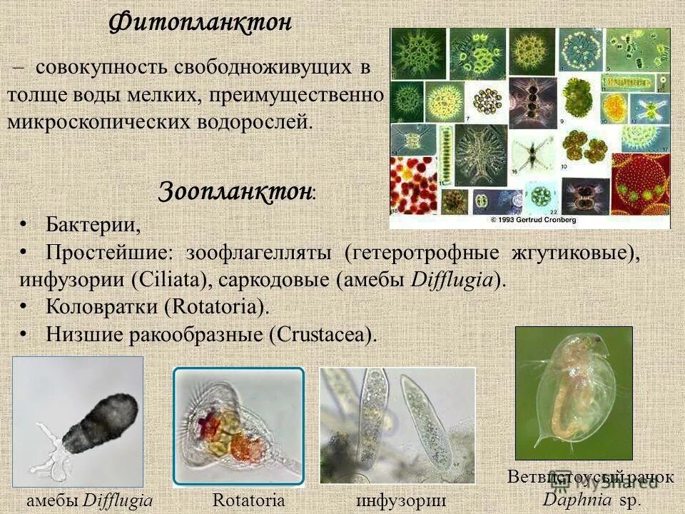 Жизненные формы гидробионтов. Планктон фитопланктон и зоопланктон. Жизненные формы зоопланктона. Зоопланктон характеристика. Фитопланктон вес