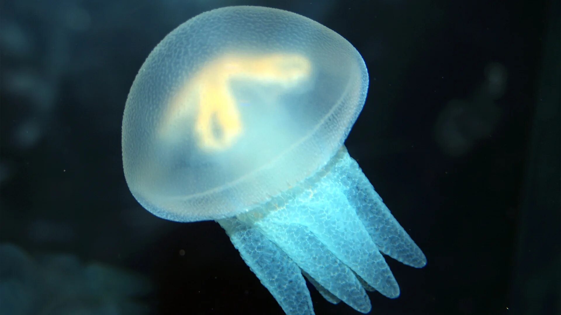 Сцифоидные полипы. Chironex fleckeri морская оса. Медуза cyanea lamarckii. Медуза волосистая цианея. Медуза джеллифиш.