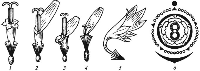 Трубчатый тип цветка. Семейство Астровые диаграмма цветка. Семейство Астровые схема цветка. Семейство Сложноцветные схема цветка. Диаграмма цветка сложноцветных астровых.