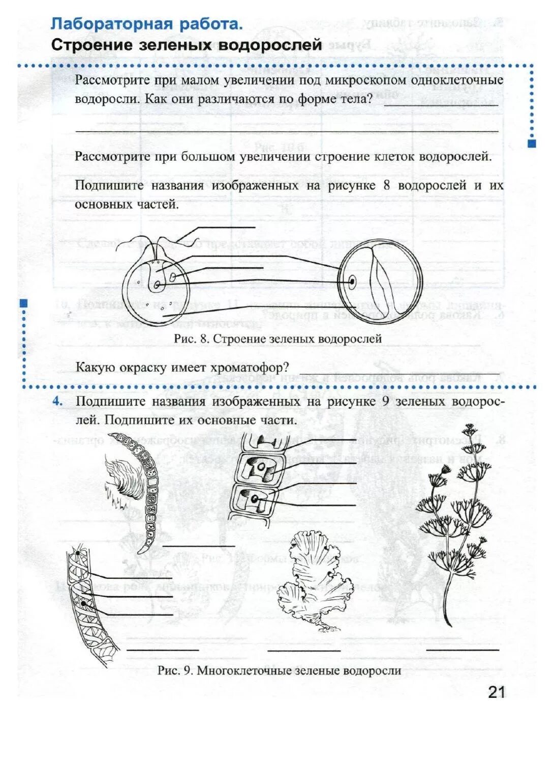 Ответы лабораторная работа по биологии 8. Лабораторная работа строение зеленых водорослей. Лабораторная работа строение. Лабораторная работа изучение строения водорослей. Лабораторная работа изучение зеленых водорослей.