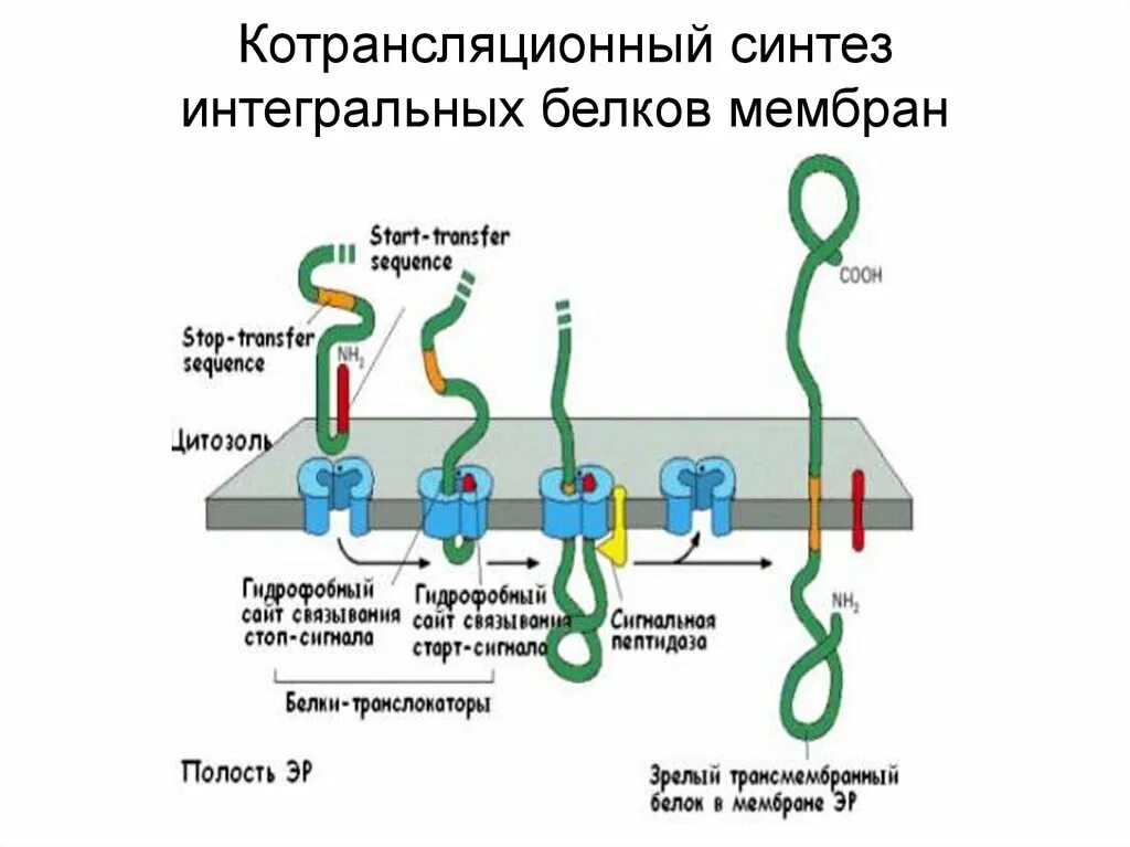 Синтез и транспорт белков в эпс. Котрансляционный Синтез белка. Трансмембранные белки мембраны. Схема синтеза мембранных белков. Схема синтеза мембранных белков в ЭПР.