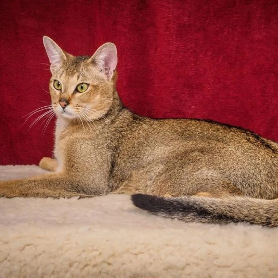 F 1 кот. Чаузи ф1 абиссинский. чаузи f1. кошка чаузи f1. котята чаузи ф1.