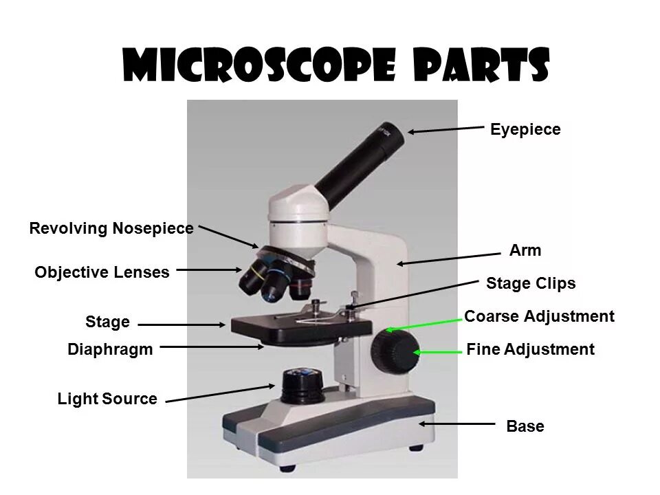 Части микроскопа выполняют функции предметный столик. Строение микроскопа конденсор. Микроскоп Icom Poland Scientific Microscope (7161069). Конденсор микроскопа Karl Zeiss. Микроскоп құрылысы.