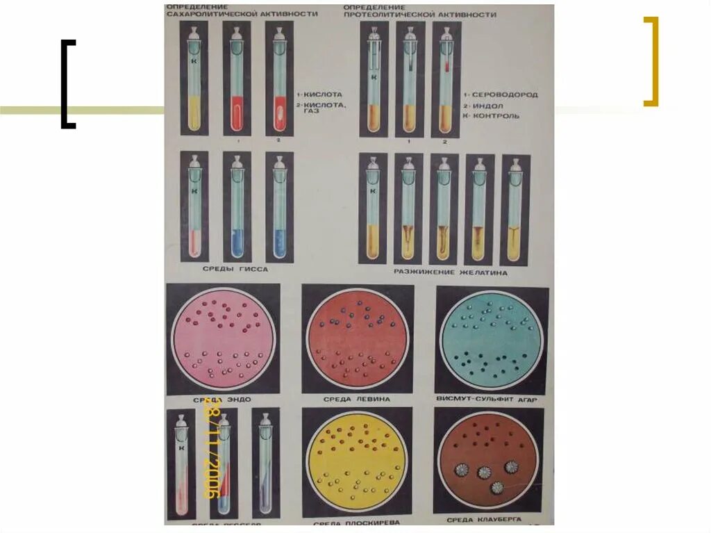 Короткий пестрый ряд рост e.coli. Среды пестрого ряда среды Гиса. Пестрый ряд кишечной палочки микробиология. Пестрый ряд среды Гисса микробиология. Сахаролитическая активность бактерий