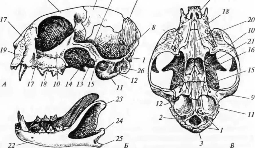 Череп млекопитающего сбоку снизу и нижняя челюсть. Череп кошки вид сбоку. Череп кошки вид сбоку сверху нижняя челюсть. Череп лисицы а сбоку б снизу. Класс млекопитающие череп