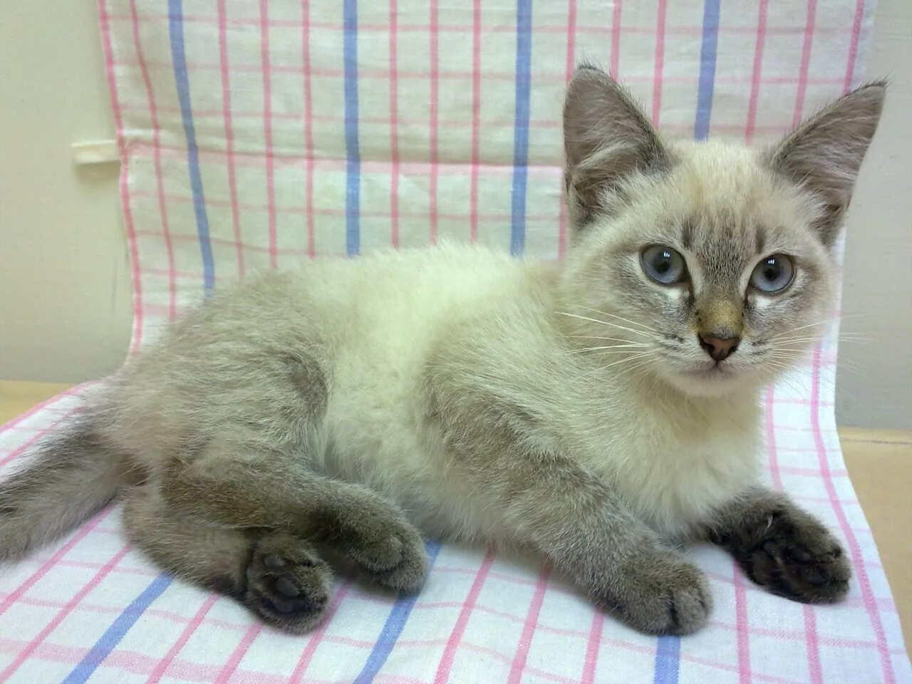 Смесь сиамской кошки. Тайский кот метис. Метис сиамской и сибирской. Сиамский кот метис. Тайская кошка Лайлак Пойнт.