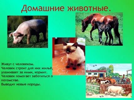 Порода выведенная человеком