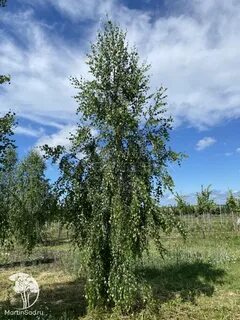 Береза повислая цветок