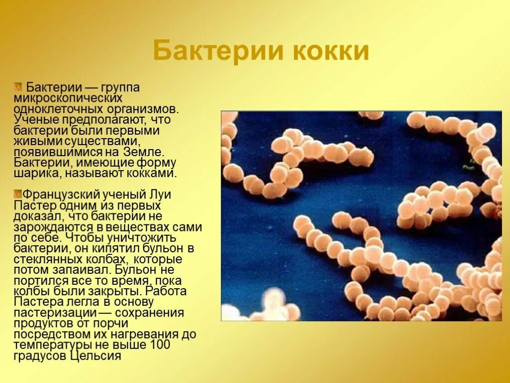 Сообщение о бактерии кокки. Что такое кокки в биологии 5 класс. Болезнетворная бактерия кокки. Функции бактерий кокки. Что такое коки в медицине