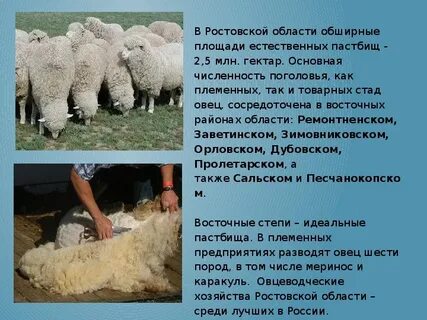 Ростовская область окружающий мир 3 класс