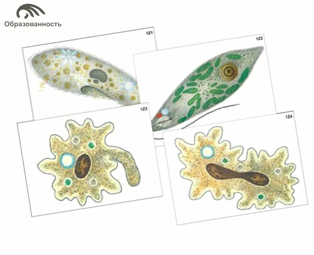 Простейшие 7 класс вариант 2. Протисты строение клетки. Тест по биологии про простейших. Тип саркожгутиковые класс саркодовые. Рабочая тетрадь по биологии 7 класс.