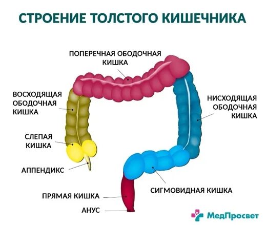 Сигмовидный отдел толстой. Отделы толстой кишки анатомия. Строение Толстого кишечника анатомия. Дистальный отдел Толстого кишечника. Ободочная и сигмовидная кишка строение.