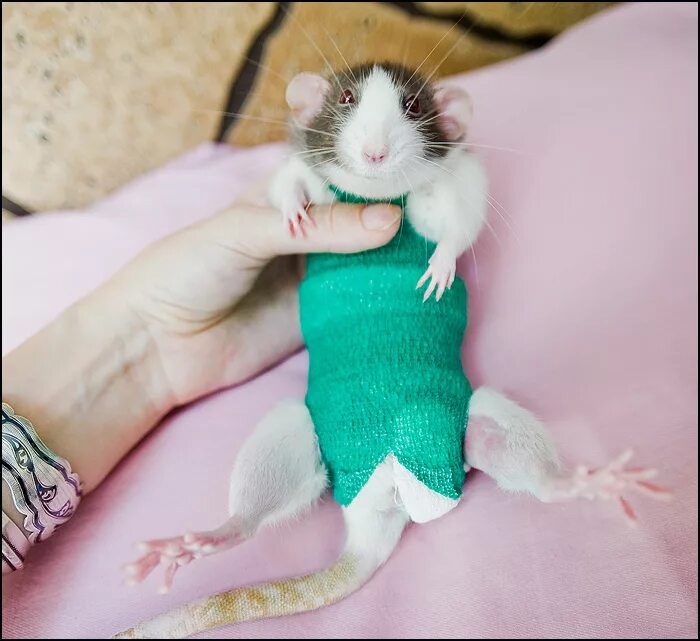 Крысиная одежда. Подгузники для крыс. Вязаная одежда для крыс. Ветеринарный воротник для крыс. Послеоперационная попона для крысы.