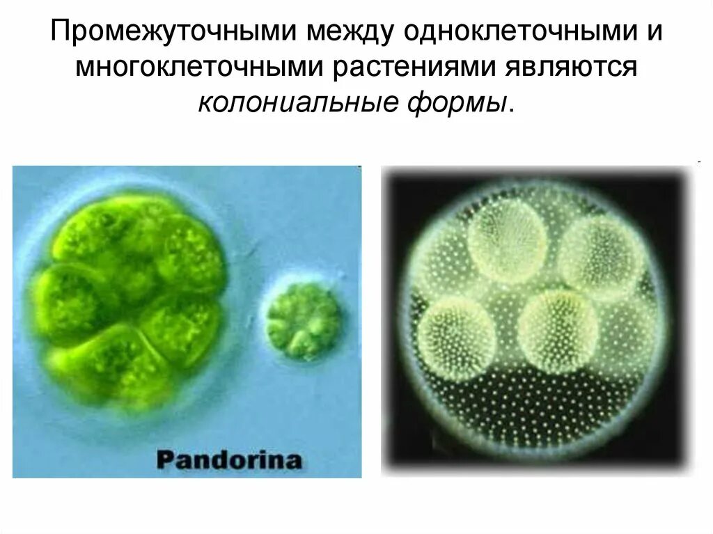 Колониальными водорослями являются. Одноклеточные водоросли вольвокс. Строение колонии вольвокса. Колониальные одноклеточные организмы. Одноклеточные колониальные и многоклеточные организмы.
