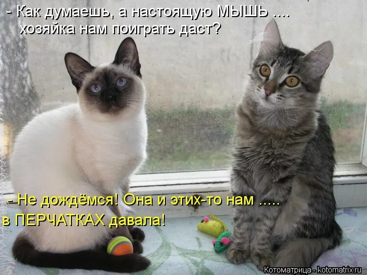 Как стать васей