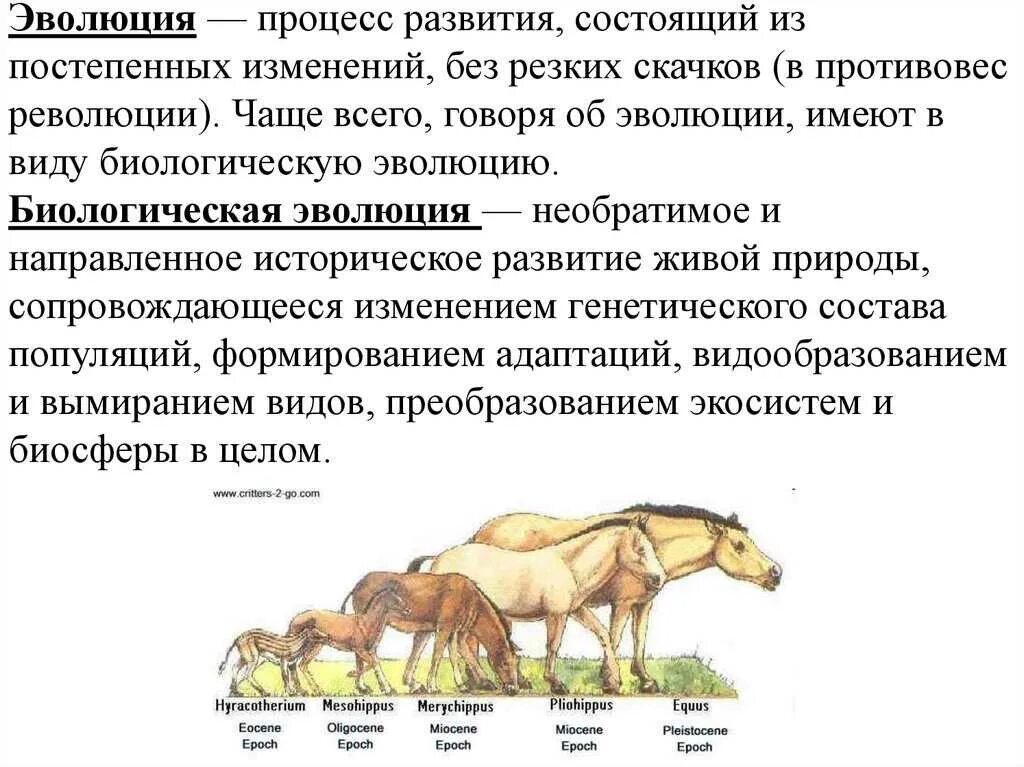 Формы эволюционных изменений. Процесс эволюции. Эволюционные изменения животных. Процесс эволюции биология. Эволюция развития животных.