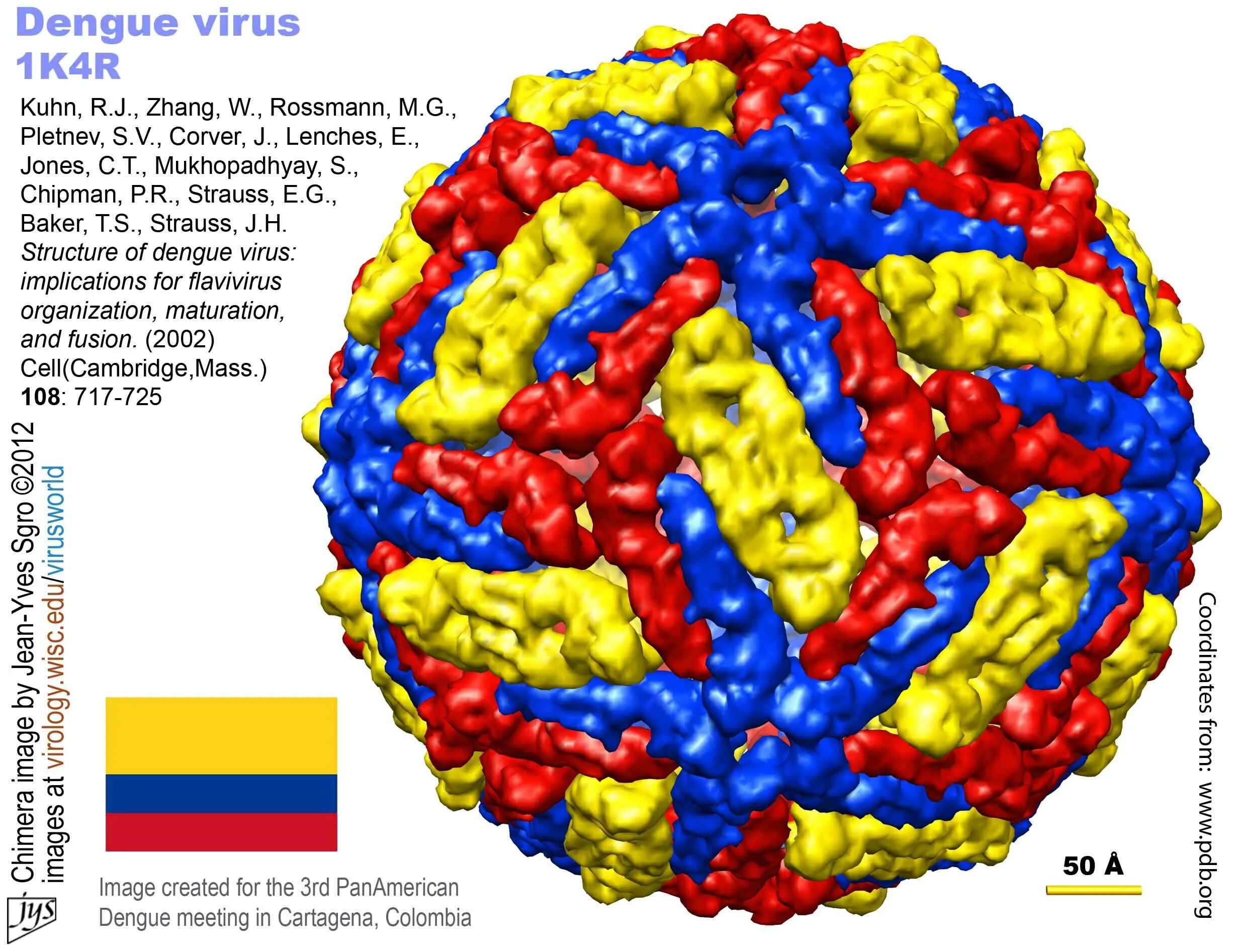 Вирус Денге под микроскопом. Вирус Денге строение. Virus тест