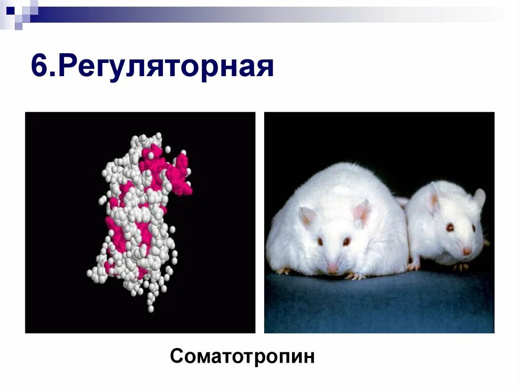 Соматотропин функция белка. Регуляторная функция белков соматотропин. Генно Регуляторная функция белков. Соматотропин животных. Ген соматотропина