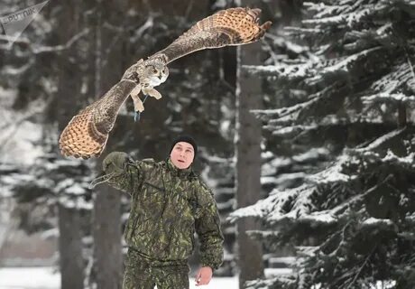 Птицы сторожа