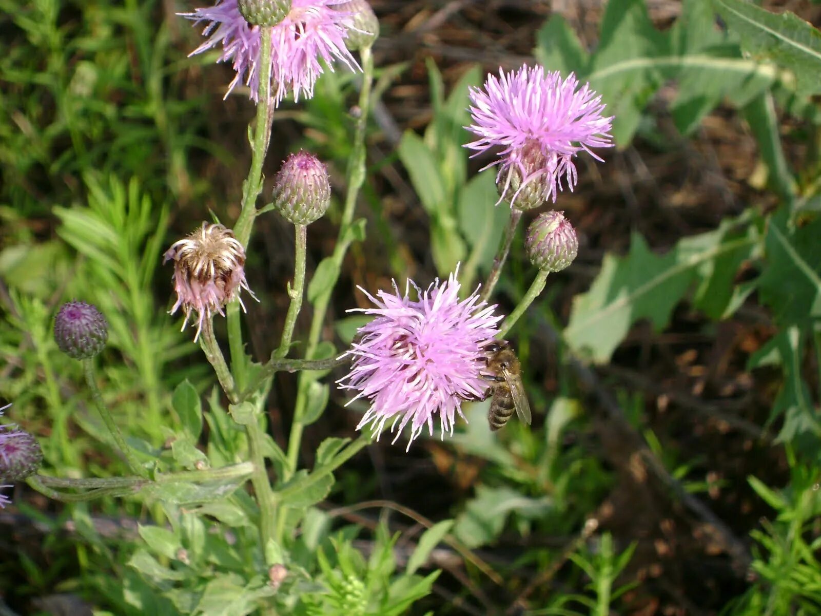 Бодяк полевой (cirsium arvense). Осот бодяк. Бодяк чертополох. Бодяк астровые. Бодяк полевой (осот).
