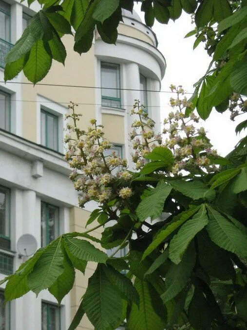 Новороссийск аллея каштанов. Каштан петербург. Каштановая аллея алагир. Каштановая аллея в парке санкт петербург. Каштановая аллея спб.