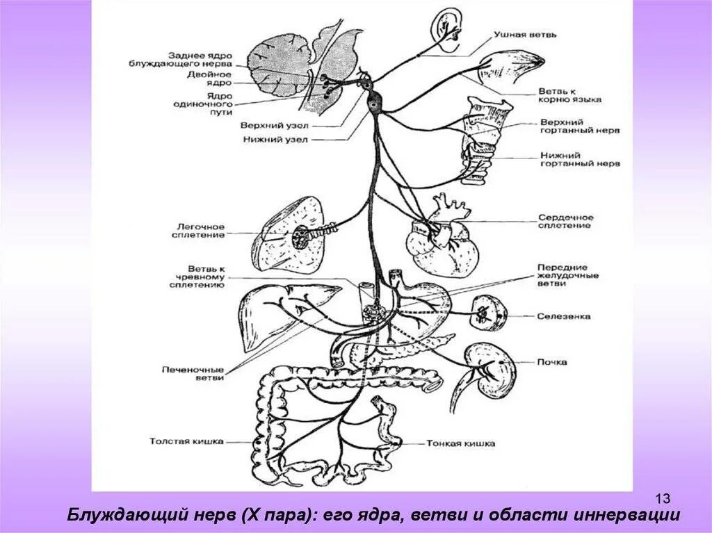 Иннервация блуждающего нерва. Блуждающий нерв nervus Vagus. Блуждающий нерв 1 Нейрон. Блуждающий нерв, топография и области иннервации.. .Блуждающий нерв: ядра, ход, ветви, области иннервации.