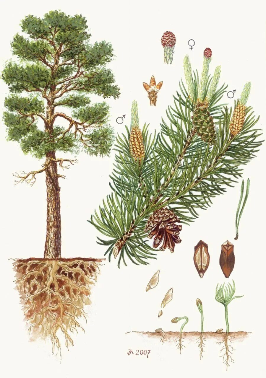 Иллюстрации сосны. Pinus Sylvestris хвоя. Сосна обыкновенная Ботаническая иллюстрация. Сосна обыкновенная ботаника. Сосна обыкновенная Ботанический рисунок.