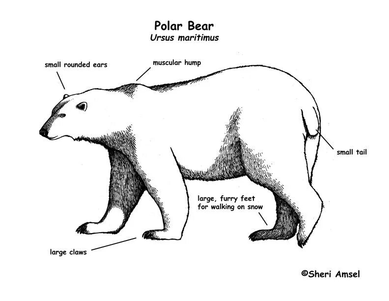 Bear bore born перевод на русский. Строение белого медведя. Внешнее строение медведя. Части тела белого медведя. Внешнее строение белого медведя.