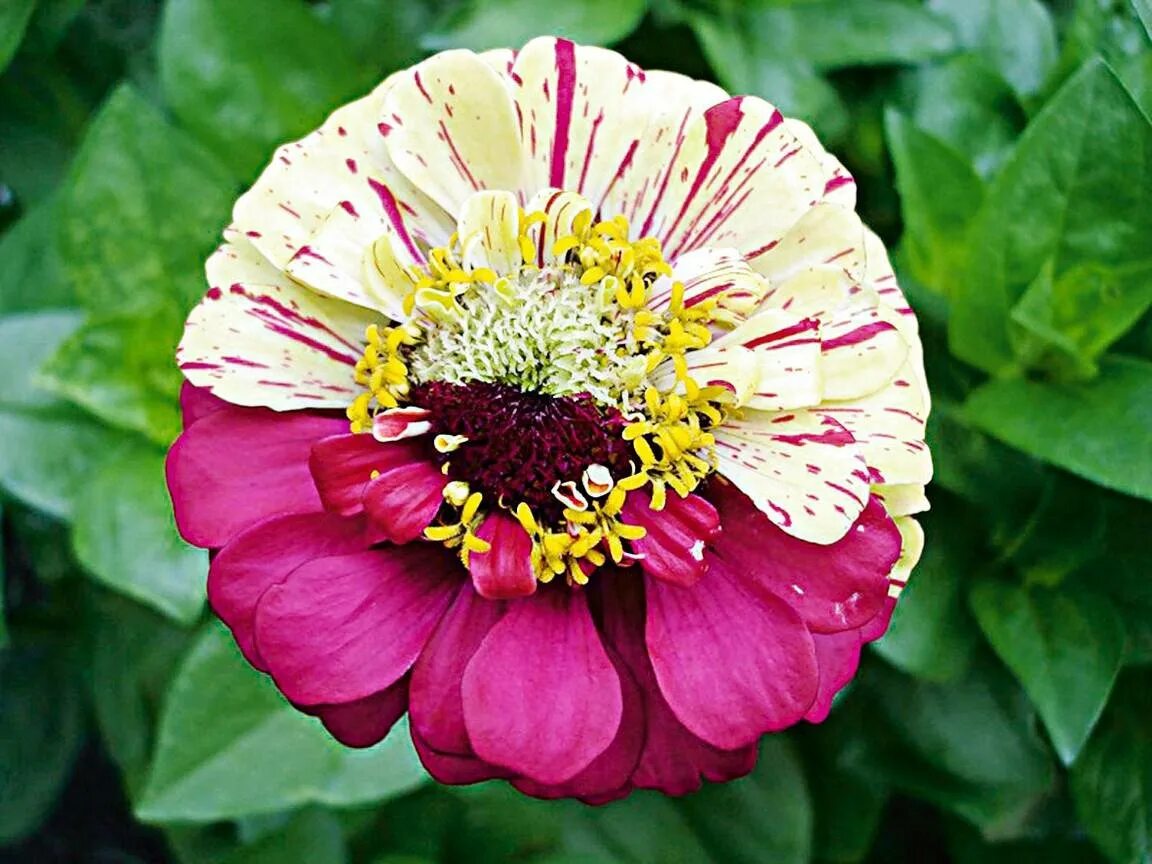 Панычи цветы. Циния скабиозная. Цинния мастер черри роуз. Циния свизл скарлет. Циния скабиозная.