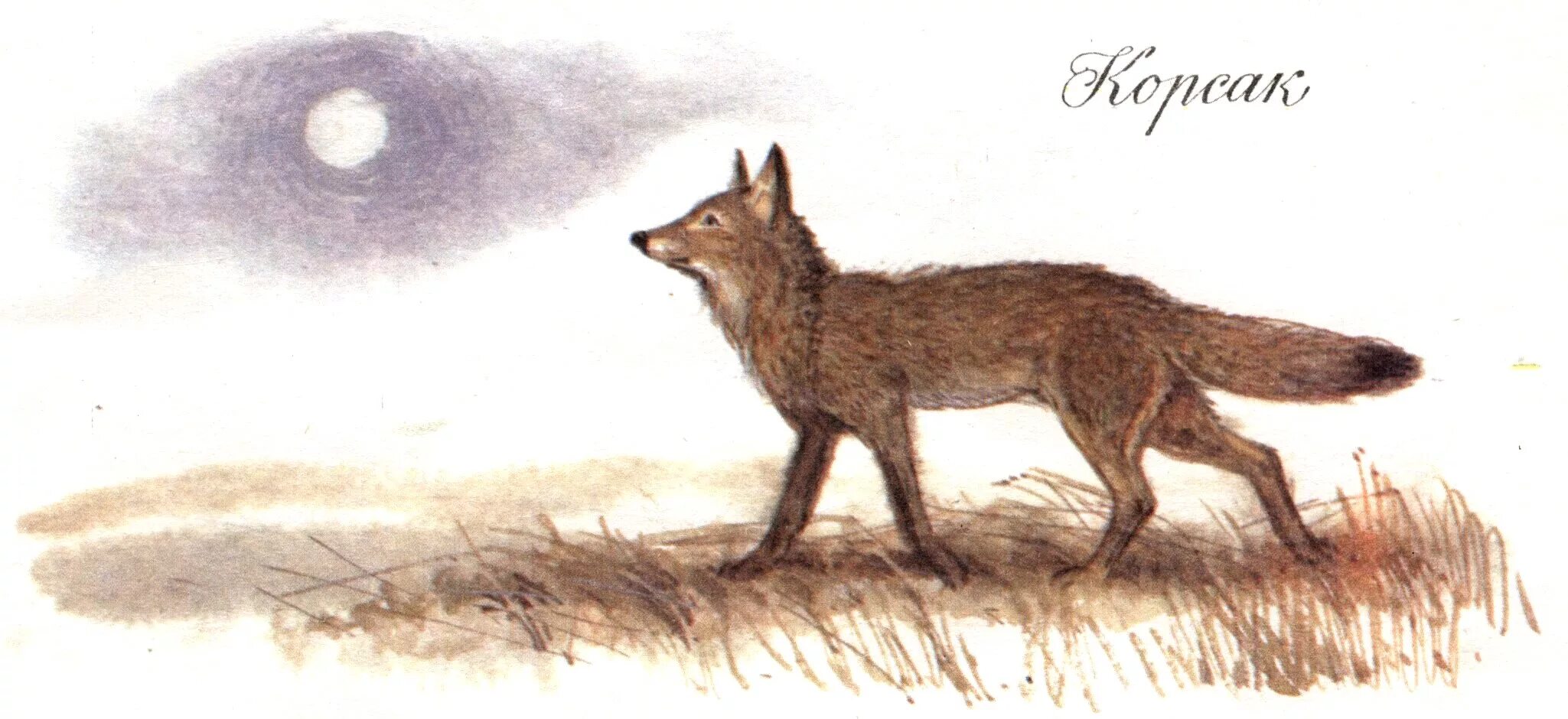 Акимушкин лиса. Корсак рисунок. Шакал canis (vulpicanis) aureus linnaeus. Корсак на белом фоне. Корсак рисунок.