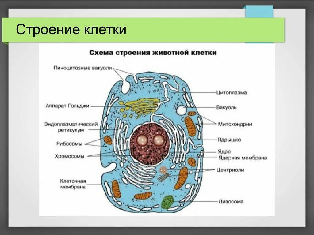 Клетка организма рисунок