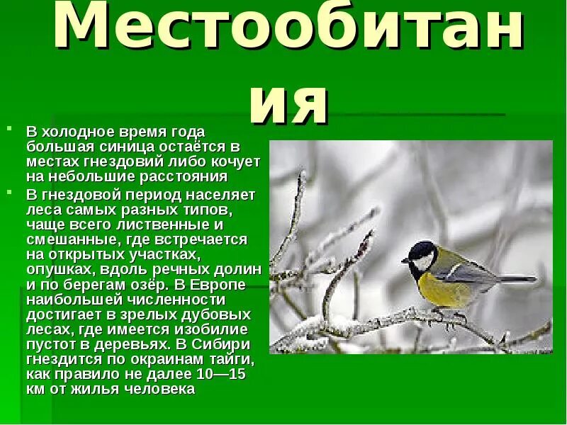 Где живут синички. Среда обитания синицы. Где обитает синица. Небольшое описание синицы. Описание большая синица где обитает.