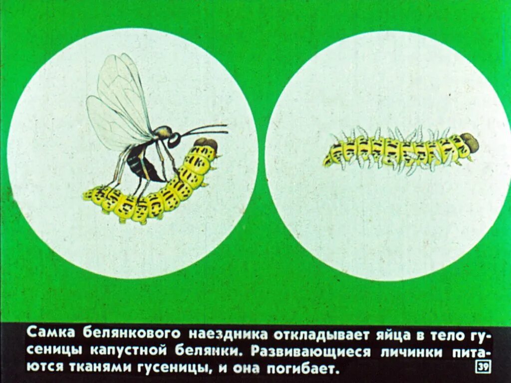 Наездник трихограмма и яйца капустной белянки. Наездник откладывает яйца в гусеницу. Перепончатокрылые гусеницы. Наездник и личинка бабочки. Яйца наездника