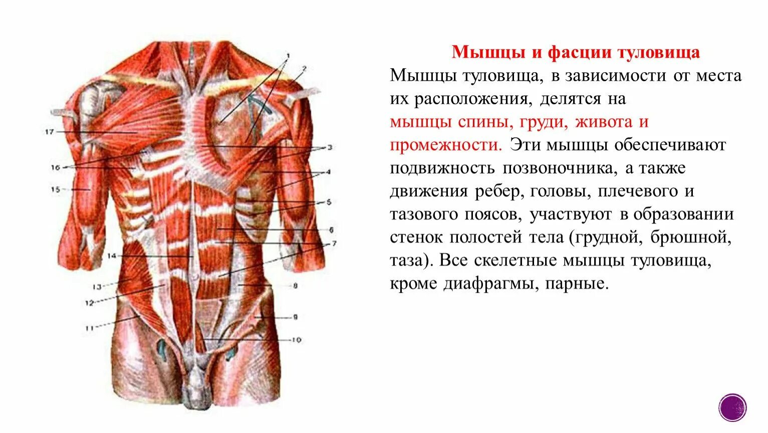 Мышечная система диафрагма. Поверхностные мышцы груди, туловища спереди. Фасции мышцы спины человека анатомия. Мышцы и фасции спины и грудины анатомия. Мышцы спины и фасции туловища.