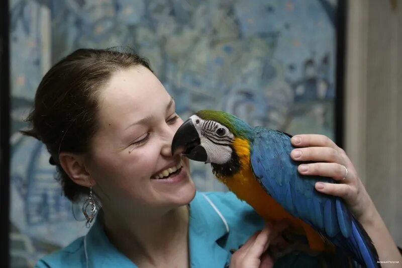 зеленый попугай балашиха