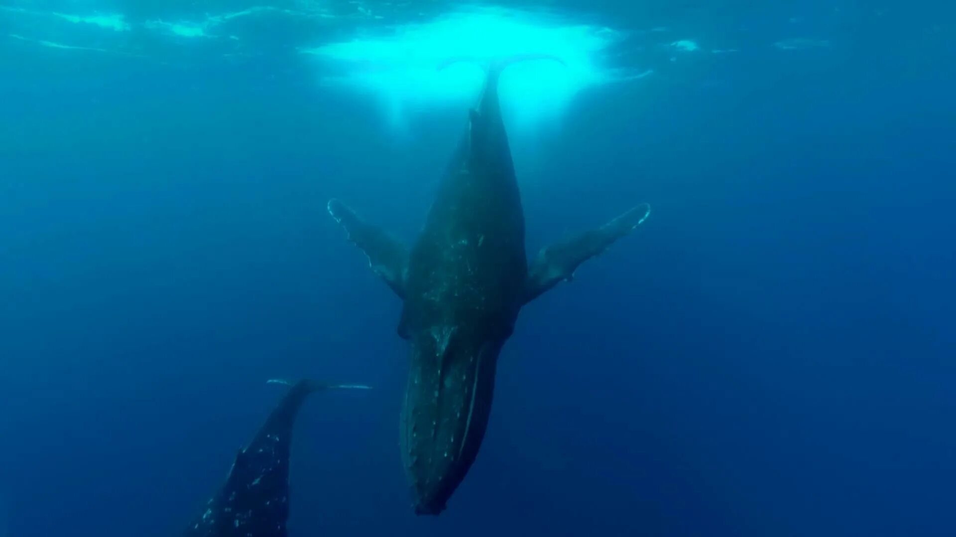 Humpbacks 'bubblenetting" near Juneau...I hope I get to see this sometime! Whale