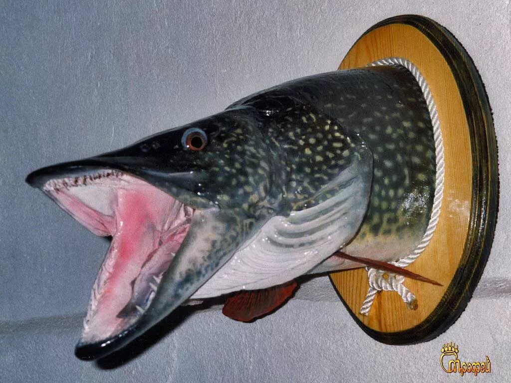 голова щуки таксидермия. глаза щуки для чучела. голова щуки таксидермия. чучело щуки. чучело головы щуки.