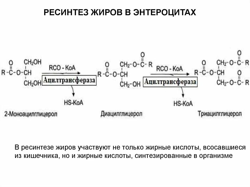 Синтез жиров происходит. Механизм ресинтеза фосфолипидов. Ресинтез триацилглицеринов в стенке кишечника. Ресинтез липидов схема. Ресинтез жира в стенке кишечника..