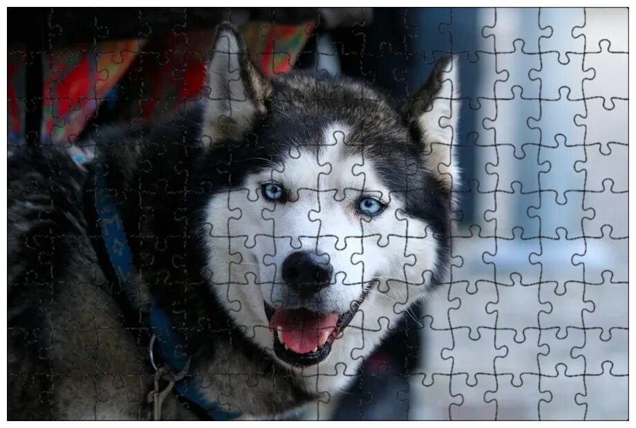 Аляскинский маламут породы собак. Американский хаски фото. Порода похожая на хаски название. Американский хаски. Сибирский хаски.