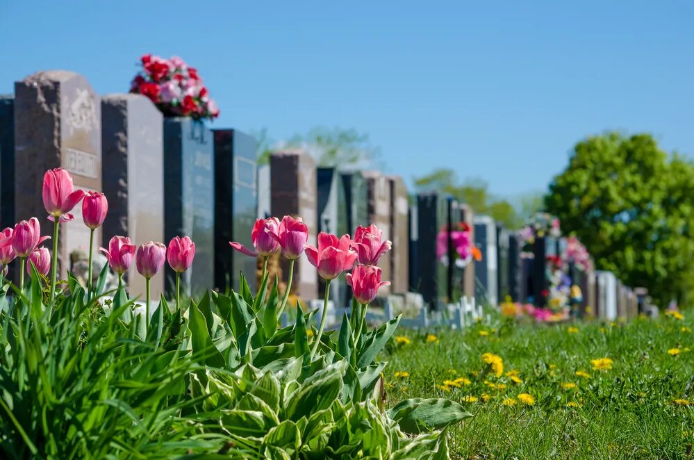 Цветы на кладбище. Кладбищенские цветы. Тюльпаны на могиле. Цветы растущие на могилах.