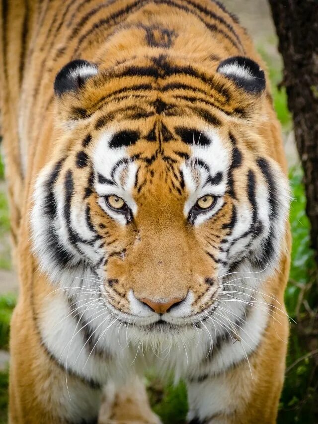 Better tiger. Суматранский тигр. Домашние тигры. Better tiger. Бенгальский тигр (panthera tigris tigris).