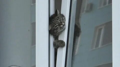 Застряла в окне