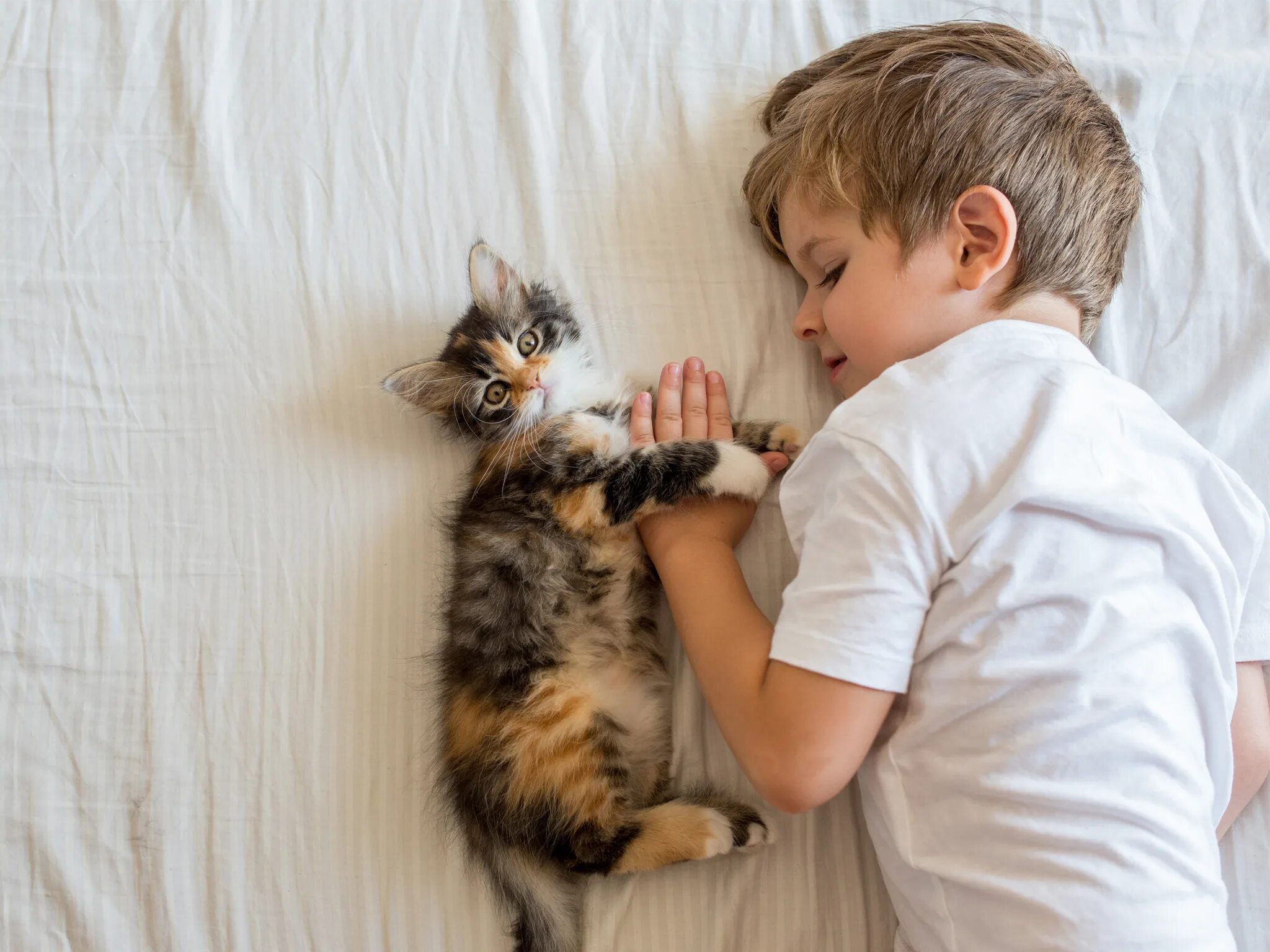 Малыш и его коты. Дети и коты. кот для детей. кот малыш. ребенок и домашний питомец.